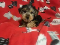 Yorkie Terrier, a male Yorkshire Terrier for sale in Buffalo, NY – 3 of 4