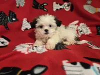 Shihtzu, a male Shih Tzu for sale in Buffalo, NY – 4 of 4
