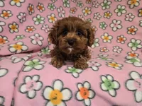 Cavapoo, a female Cavalier King Charles Spaniel and Poodle - Miniature  for sale in Buffalo, NY – 4 of 4