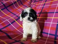 Cavapoo, a female Cavapoo for sale in Buffalo, NY – Photo 3 of 3