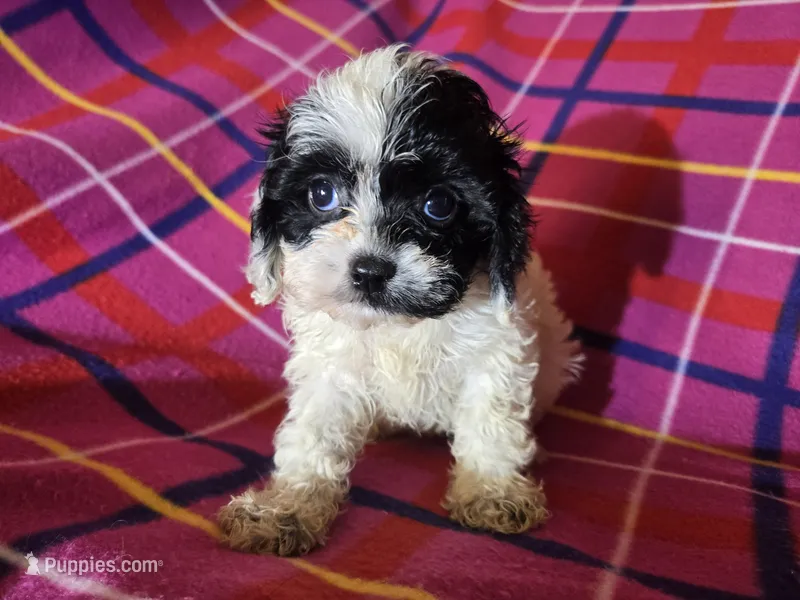 Cavapoo – Cavapoo puppy for sale in Buffalo, NY