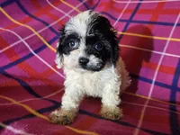 Cavapoo, a female Cavapoo for sale in Buffalo, NY – Photo 1 of 3