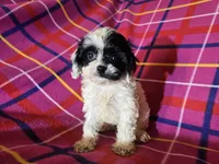 Cavapoo, a female Cavapoo for sale in Buffalo, NY – Photo 2 of 3