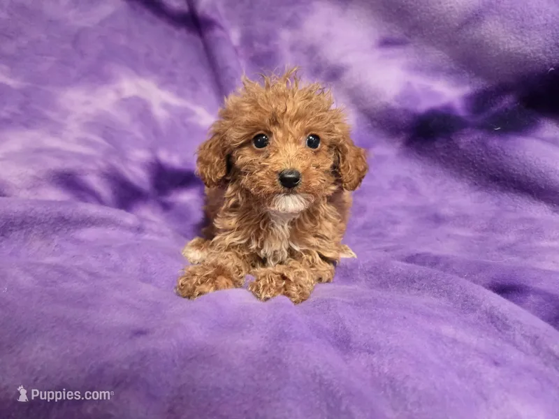 Cavapoo – Cavapoo, Poodle - Miniature  puppy for sale in Buffalo, NY