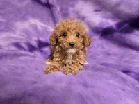 Cavapoo, a female Cavapoo and Poodle - Miniature  for sale in Buffalo, NY – 1 of 4