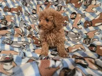 Cavapoo, a male Cavapoo and Poodle - Miniature  for sale in Buffalo, NY – 3 of 4