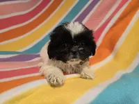 Shihtzu, a female Shih Tzu for sale in Buffalo, NY – 4 of 4