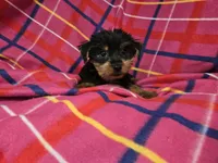 Yorkie Terrier, a female Yorkshire Terrier for sale in Buffalo, NY – 5 of 5