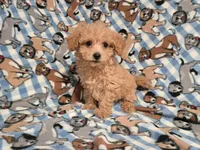 Bichon /Poodle, a male Bichon Frise and Poodle - Miniature  for sale in Buffalo, NY – 1 of 4
