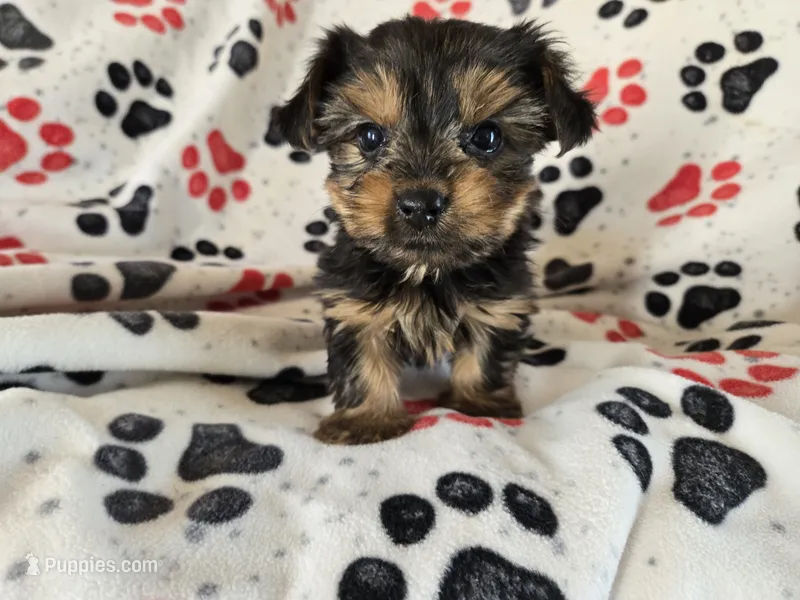 Yorkie Terrier – Yorkshire Terrier puppy for sale in Buffalo, NY