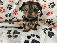 Yorkie Terrier, a male Yorkshire Terrier for sale in Buffalo, NY – 1 of 5