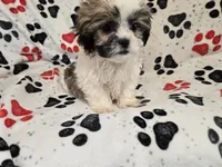 Shihtzu, a male Shih Tzu for sale in Buffalo, NY – 5 of 5