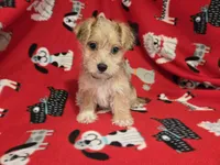 Morkie, a male Yorkshire Terrier for sale in Buffalo, NY – 3 of 4