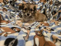 Chihuahua /Maltese, a male Chihuahua and Maltese for sale in Buffalo, NY – 2 of 4