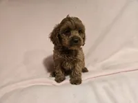Cockapoo, a female Cockapoo for sale in Buffalo, NY – 4 of 5