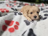 Shihpoo /Maltese , a male Shihpoo and Maltese for sale in Buffalo, NY – 2 of 5