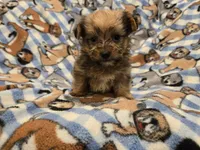 Shorkie, a male Shih Tzu and Yorkshire Terrier for sale in Buffalo, NY – 4 of 5