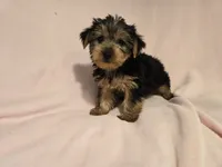 Yorkie Terrier, a female Yorkshire Terrier for sale in Buffalo, NY – 4 of 5