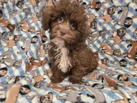 Shihpoo, a male Shihpoo for sale in Buffalo, NY – 3 of 4
