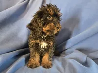 Cockapoo, a male Cocker Spaniel and Poodle - Miniature  for sale in Buffalo, NY – Photo 4 of 4