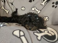 Cockapoo, a male Cocker Spaniel and Poodle - Miniature  for sale in Buffalo, NY – Photo 3 of 5