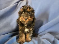 Cockapoo, a male Cocker Spaniel and Poodle - Miniature  for sale in Buffalo, NY – Photo 3 of 4