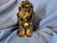 Cockapoo, a male Cocker Spaniel and Poodle - Miniature  for sale in Buffalo, NY – Photo 2 of 4