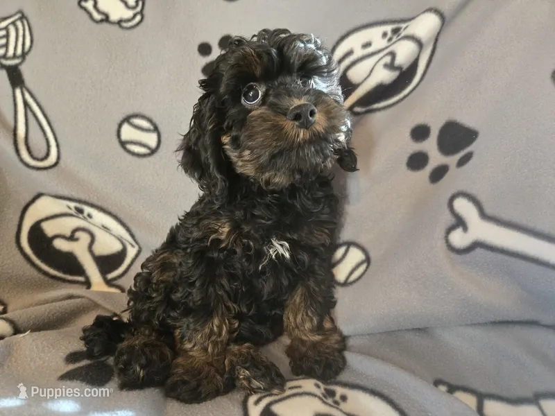 Cockapoo – Cocker Spaniel, Poodle - Miniature  puppy for sale in Buffalo, NY