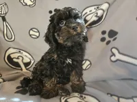 Cockapoo, a male Cocker Spaniel and Poodle - Miniature  for sale in Buffalo, NY – Photo 1 of 5
