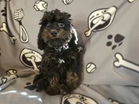 Cockapoo, a male Cocker Spaniel and Poodle - Miniature  for sale in Buffalo, NY – Photo 4 of 5