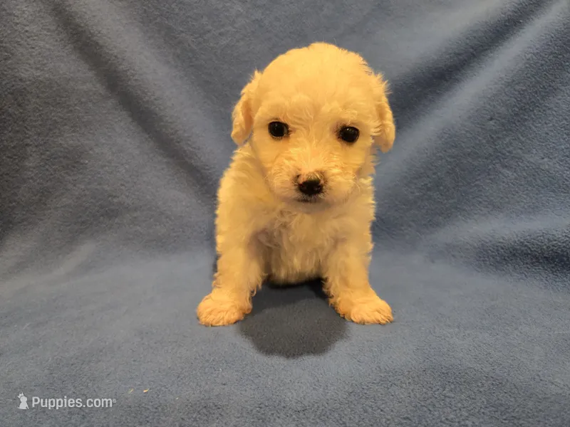 Bichon /Maltese  – Bichon Frise, Maltese puppy for sale in Buffalo, NY