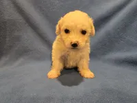 Bichon /Maltese , a male Bichon Frise and Maltese for sale in Buffalo, NY – 1 of 4
