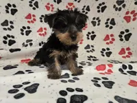 Yorkie Terrier, a male Yorkshire Terrier for sale in Buffalo, NY – 3 of 5