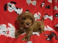 Cavapoo, a male Cavapoo for sale in Buffalo, NY – 5 of 5