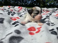 Bichon /Shih tzu , a male Bichon Frise and Shih Tzu for sale in Buffalo, NY – 2 of 5