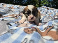 Bichon /Shih tzu , a male Bichon Frise and Shih Tzu for sale in Buffalo, NY – 5 of 5