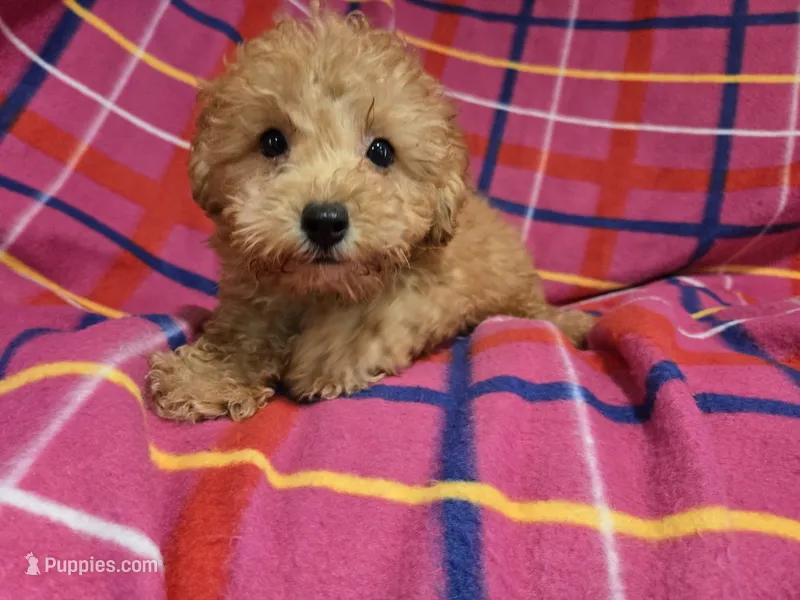 Yorkie poo – Yorkipoo puppy for sale in Buffalo, NY