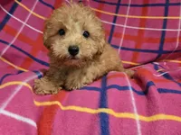 Yorkie poo, a female Yorkipoo for sale in Buffalo, NY – 1 of 4