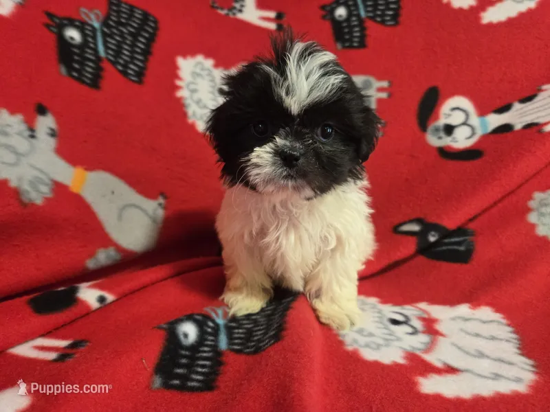 Shihtzu – Shih Tzu puppy for sale in Buffalo, NY