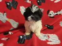 Shihtzu, a male Shih Tzu for sale in Buffalo, NY – 1 of 4