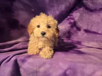 Toy poodle, a female Poodle - Toy  for sale in Buffalo, NY – Photo 2 of 6