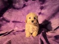 Toy poodle, a female Poodle - Toy  for sale in Buffalo, NY – Photo 6 of 6