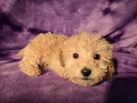 Toy poodle, a female Poodle - Toy  for sale in Buffalo, NY – Photo 3 of 6