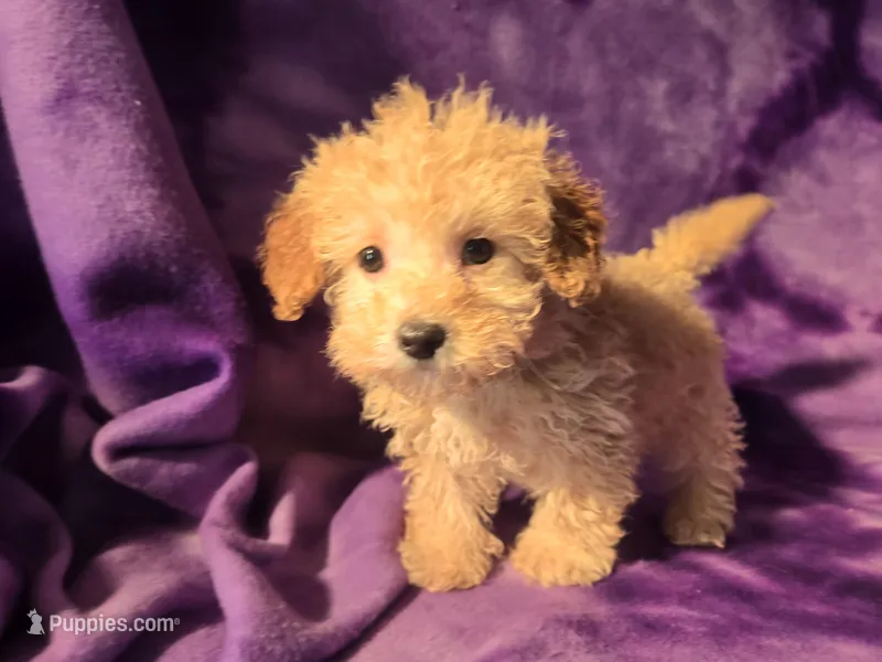 Toy poodle