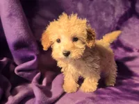 Toy poodle, a female Poodle - Toy  for sale in Buffalo, NY – Photo 1 of 6