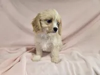 Cavachon , a female Cockapoo for sale in Buffalo, NY – 3 of 4