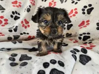 Yorkie Terrier, a male Yorkshire Terrier for sale in Buffalo, NY – 4 of 5