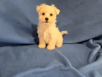 Maltese , a male Maltese for sale in Buffalo, NY – 2 of 4