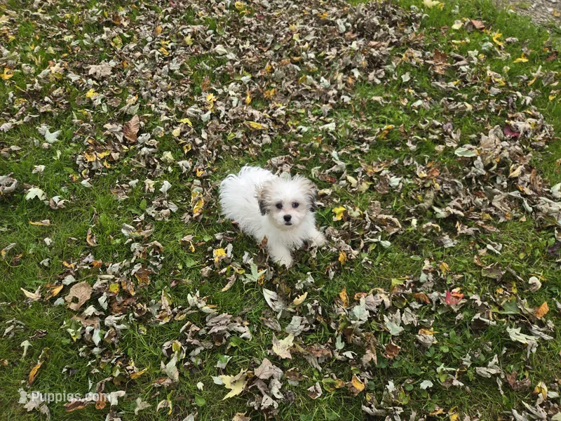 Shihtzu /maltese – Maltese, Shih Tzu puppy for sale in Buffalo, NY