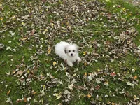 Shihtzu /maltese, a male Maltese and Shih Tzu for sale in Buffalo, NY – 1 of 3